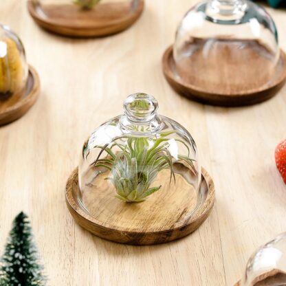 Wooden Plate and Glass Dome for Desserts - Image 4
